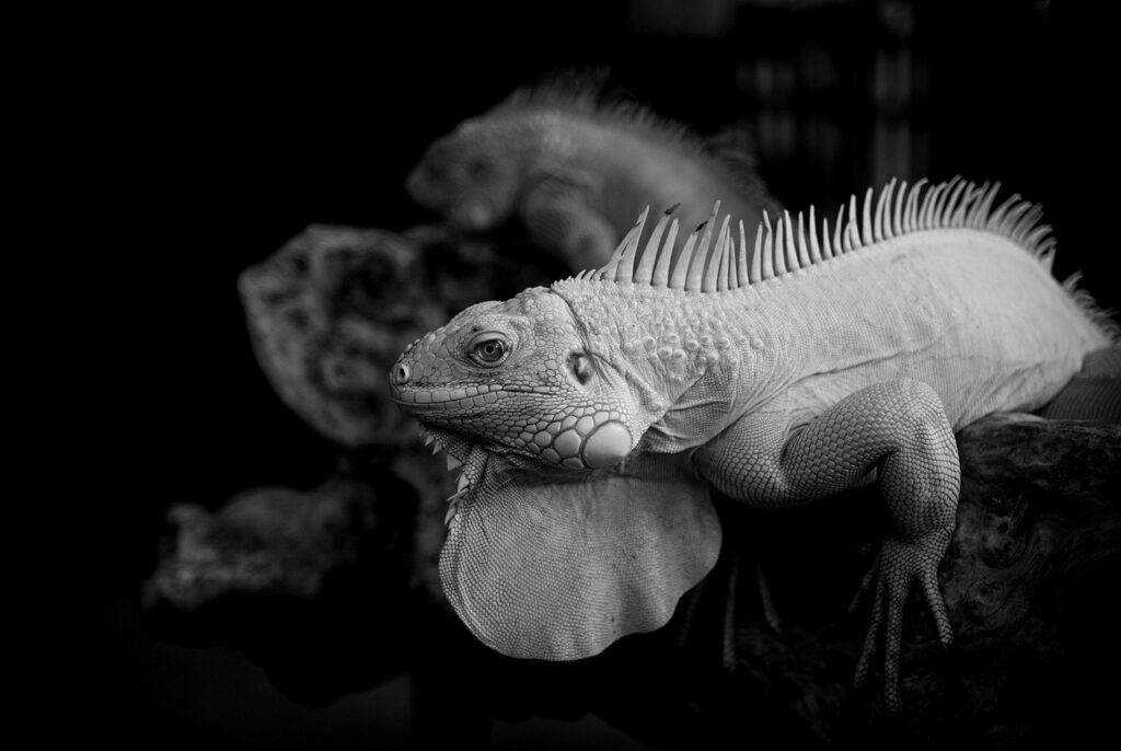 マンジャロとチルゼパチドの比較で知っておくべきポイントは？