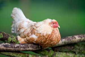 マンジャロを受診すべき症状とはどのようなものですか？